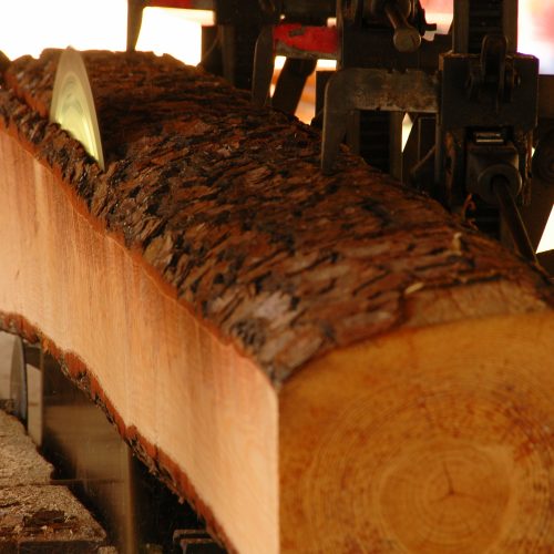 Circle saw cutting douglas fir wood into boards