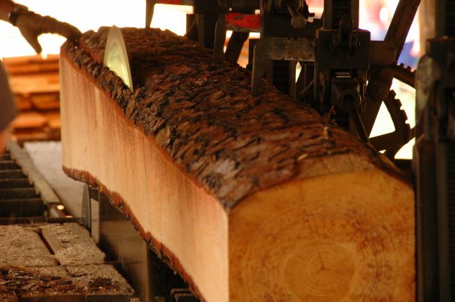 Circle saw cutting douglas fir wood into boards